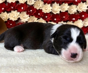Medium Cardigan Welsh Corgi