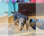 Puppy 2 Airedale Terrier