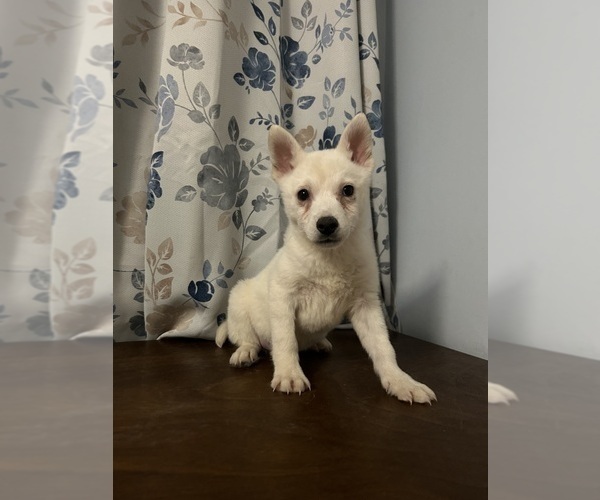 Medium Photo #21 Alaskan Klee Kai Puppy For Sale in DURHAM, CT, USA