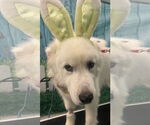 Small #6 Great Pyrenees