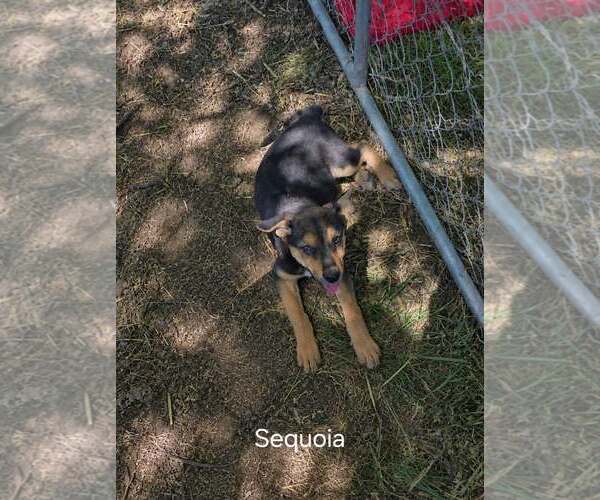 Medium Photo #1 German Shepherd Dog Puppy For Sale in MIDWAY, UT, USA