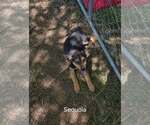 Small German Shepherd Dog
