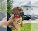 Puppy Lilly Belgian Malinois-Catahoula Leopard Dog Mix