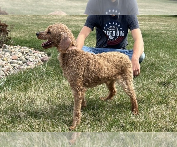 Medium Photo #1 Goldendoodle (Miniature) Puppy For Sale in HULL, IA, USA