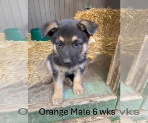 German Shepherd Dog Puppy for sale in PIERCETON, IN, USA