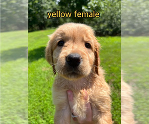 Golden Retriever Puppy for sale in HAWESVILLE, KY, USA
