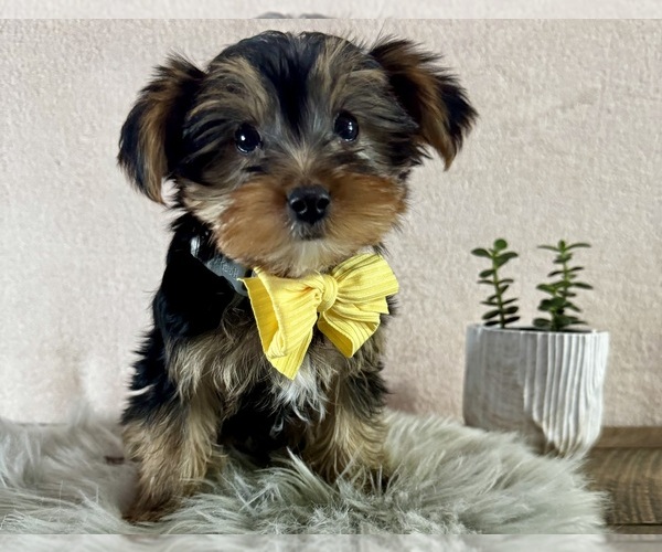 Medium Photo #1 Yorkshire Terrier Puppy For Sale in NAPPANEE, IN, USA