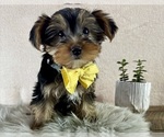 Small Yorkshire Terrier