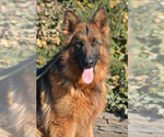Small Photo #1 German Shepherd Dog Puppy For Sale in NEWVILLE, PA, USA