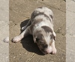 Small Photo #2 Australian Shepherd Puppy For Sale in NELSON, VA, USA