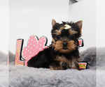 Small #2 Yorkshire Terrier