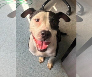 American Pit Bull Terrier-American Staffordshire Terrier Mix Dogs for adoption in Chester, VA, USA