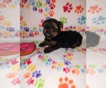 Puppy Hailey Yorkshire Terrier