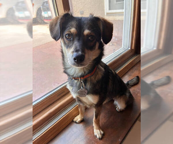 Medium Photo #3 Mutt Puppy For Sale in Crystal, MN, USA