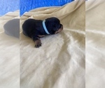 Small Photo #43 Rottweiler Puppy For Sale in RICHLAND, GA, USA