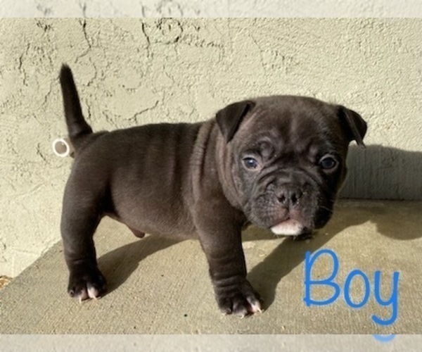 Medium Photo #8 American Bully Puppy For Sale in VACAVILLE, CA, USA