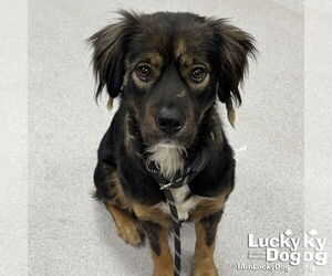 Collie-Unknown Mix Dogs for adoption in Washington, DC, USA