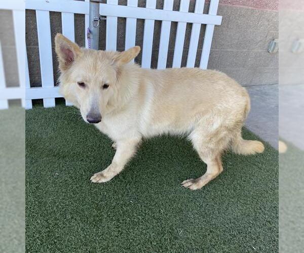 Medium Photo #1 Scottish Collisky Puppy For Sale in Modesto, CA, USA
