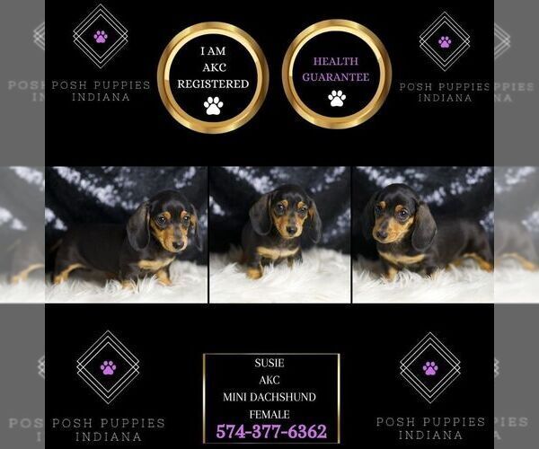 Medium Photo #91 Dachshund Puppy For Sale in WARSAW, IN, USA