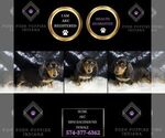 Small Photo #91 Dachshund Puppy For Sale in WARSAW, IN, USA