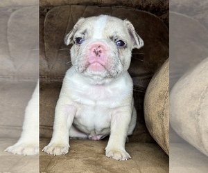 French Bulldog Puppy for sale in LOWRY CITY, MO, USA