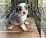 Small Photo #4 Miniature Bernedoodle Puppy For Sale in GREENWD, IN, USA