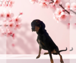Small #3 Bluetick Coonhound-Doberman Pinscher Mix