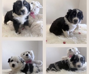 Australian Shepherd Puppy for sale in HARRAH, OK, USA