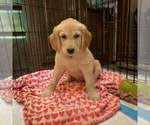 Small Photo #11 Golden Retriever Puppy For Sale in LOS ANGELES, CA, USA