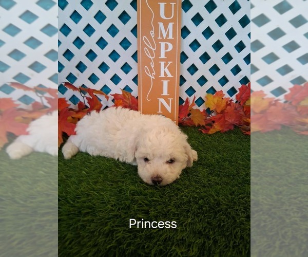 Medium Photo #2 Bichon Frise Puppy For Sale in MOUNT PLEASANT, MI, USA