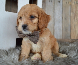 Cock-A-Poo Puppy for sale in HONEY BROOK, PA, USA