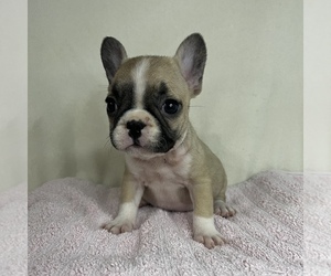 French Bulldog Puppy for sale in CHESAPEAKE, VA, USA