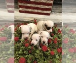 Small Photo #15 Jack Russell Terrier Puppy For Sale in MABLETON, GA, USA