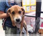 Small Labrador Retriever Mix