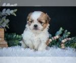 Small Photo #12 Shih Tzu Puppy For Sale in CLARE, MI, USA