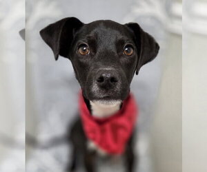 Jack-Rat Terrier Dogs for adoption in Magnolia Springs, AL, USA