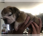 Small Photo #6 English Bulldog Puppy For Sale in STUART, FL, USA