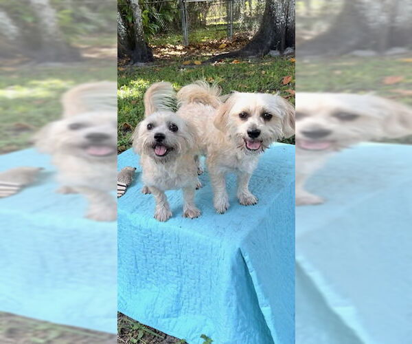 Medium Photo #15 Shih Tzu Puppy For Sale in Weston, FL, USA