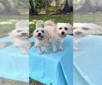 Small #14 Shih Tzu