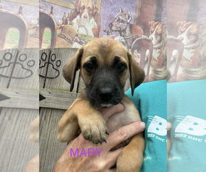 Mutt Dogs for adoption in Jackson Township, NJ, USA