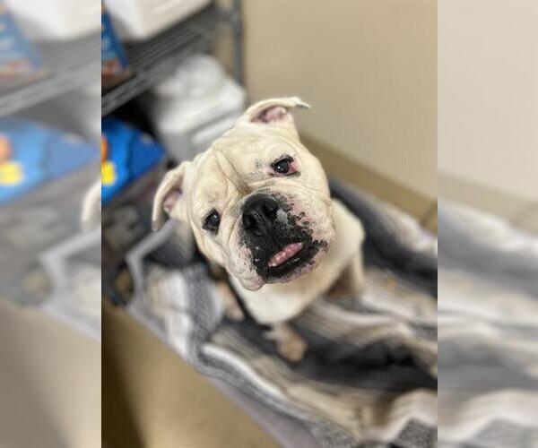 Medium Photo #2 Bulldog Puppy For Sale in Chula Vista, CA, USA