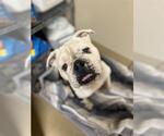 Small #1 Bulldog