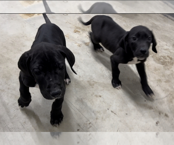 Medium Photo #1 Great Dane Puppy For Sale in CHATTANOOGA, TN, USA