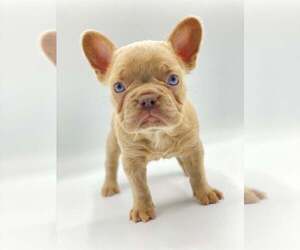 French Bulldog Puppy for Sale in KENILWORTH, Illinois USA