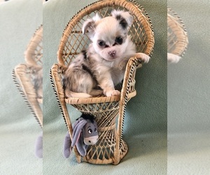 Chihuahua Puppy for sale in NEWVILLE, PA, USA