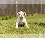Small Photo #9 Olde English Bulldogge Puppy For Sale in WARSAW, IN, USA