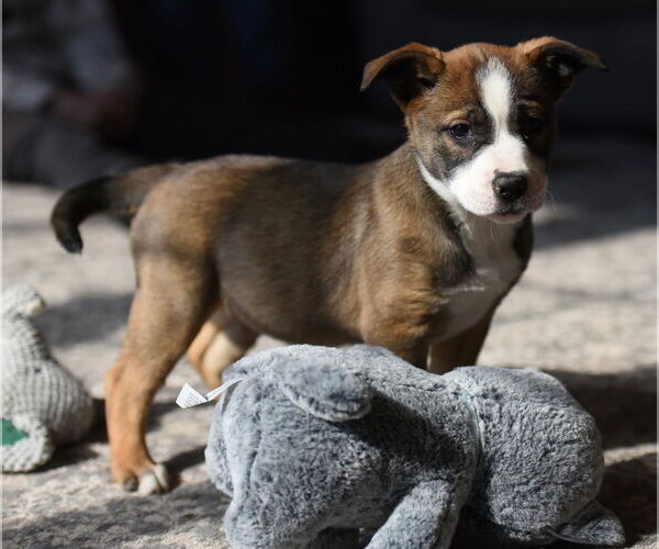 Medium Photo #6 Mutt Puppy For Sale in Mechanicsburg, PA, USA