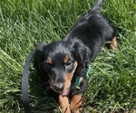 Small Photo #3 Dachshund Puppy For Sale in GRAND RAPIDS, MI, USA