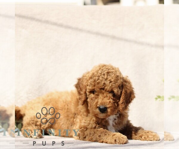 Medium Photo #3 Goldendoodle (Miniature) Puppy For Sale in EPHRATA, PA, USA