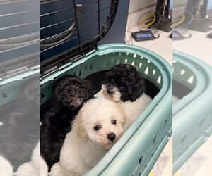 Poodle (Toy) Puppy for sale in CARMEL, IN, USA